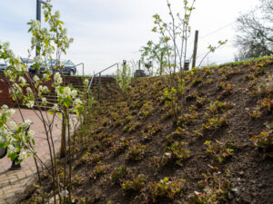 Waldsteinia gepflanzt Frühling 2022